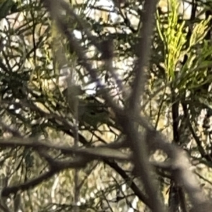 Acanthiza pusilla at O'Connor, ACT - 29 Oct 2023