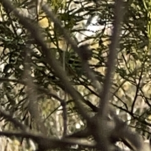 Acanthiza pusilla at O'Connor, ACT - 29 Oct 2023