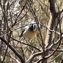 Pardalotus punctatus at O'Connor, ACT - 29 Oct 2023