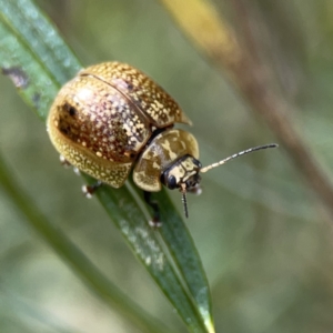 Paropsisterna cloelia at O'Connor, ACT - 29 Oct 2023