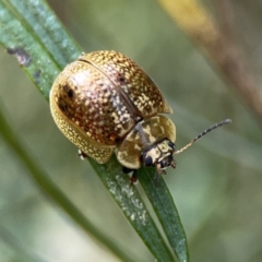 Paropsisterna cloelia at O'Connor, ACT - 29 Oct 2023