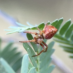 Araneus hamiltoni at O'Connor, ACT - 29 Oct 2023 02:44 PM