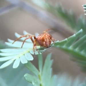 Araneus hamiltoni at O'Connor, ACT - 29 Oct 2023 02:44 PM