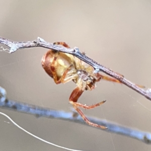 Araneus hamiltoni at O'Connor, ACT - 29 Oct 2023 02:44 PM