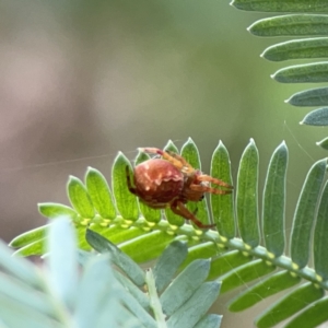 Araneus hamiltoni at O'Connor, ACT - 29 Oct 2023