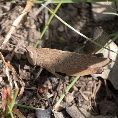 Goniaea opomaloides (Mimetic Gumleaf Grasshopper) at O'Connor, ACT - 29 Oct 2023 by Hejor1