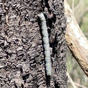 Chlenias banksiaria group at O'Connor, ACT - 29 Oct 2023