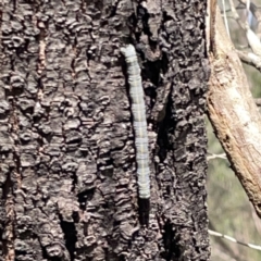 Chlenias banksiaria group at O'Connor, ACT - 29 Oct 2023