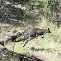 Wallabia bicolor (Swamp Wallaby) at O'Connor, ACT - 29 Oct 2023 by Hejor1