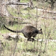 Wallabia bicolor at O'Connor, ACT - 29 Oct 2023