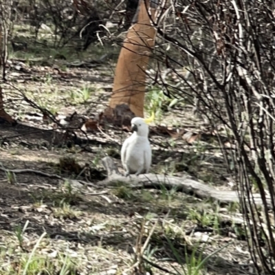 Cacatua galerita (Sulphur-crested Cockatoo) at O'Connor, ACT - 29 Oct 2023 by Hejor1