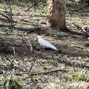 Cacatua galerita at O'Connor, ACT - 29 Oct 2023