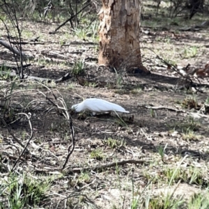 Cacatua galerita at O'Connor, ACT - 29 Oct 2023