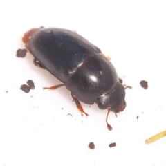 Nitidulidae sp. (family) (Sap beetle) at Bruce Ridge to Gossan Hill - 28 Oct 2023 by ConBoekel