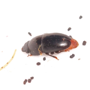 Nitidulidae sp. (family) at Bruce Ridge to Gossan Hill - 29 Oct 2023