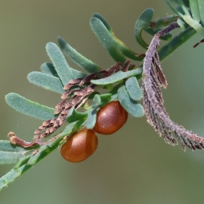 Unidentified Acacia Gall at Bandiana, VIC - 27 Oct 2023 by KylieWaldon