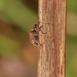 Edusella lineata at Bruce, ACT - 29 Oct 2023