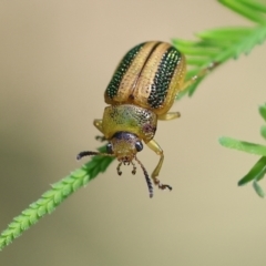 Calomela vittata (Acacia leaf beetle) at Bandiana, VIC - 27 Oct 2023 by KylieWaldon