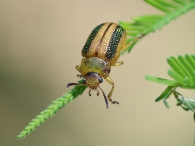 Calomela vittata (Acacia leaf beetle) at Bandiana, VIC - 28 Oct 2023 by KylieWaldon