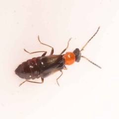 Carphurini sp. (tribe) (Soft-winged flower beetle) at Bruce Ridge to Gossan Hill - 28 Oct 2023 by ConBoekel