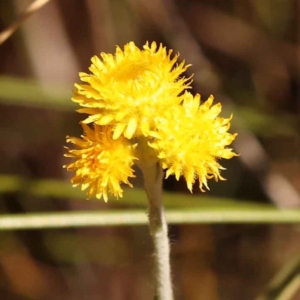 Chrysocephalum apiculatum at Bruce, ACT - 29 Oct 2023