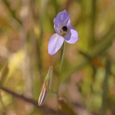 Wahlenbergia sp. (Bluebell) at Bruce Ridge to Gossan Hill - 28 Oct 2023 by ConBoekel