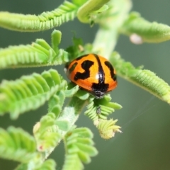 Peltoschema oceanica (Oceanica leaf beetle) at Bandiana, VIC - 27 Oct 2023 by KylieWaldon