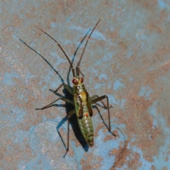 Rayieria sp. (genus) at Bruce, ACT - 29 Oct 2023 10:36 AM