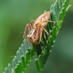 Oxyopes sp. (genus) (Lynx spider) at Bandiana, VIC - 27 Oct 2023 by KylieWaldon