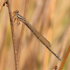 Austroagrion watsoni at Bruce Ridge - 29 Oct 2023