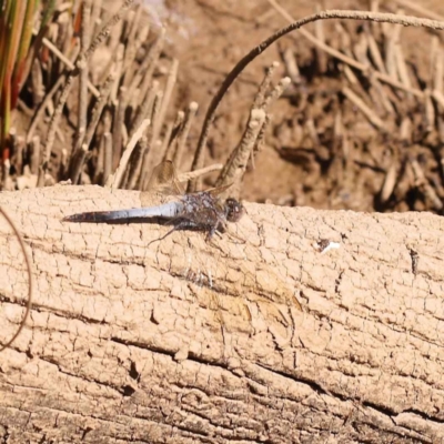 Orthetrum caledonicum (Blue Skimmer) at Bruce, ACT - 28 Oct 2023 by ConBoekel