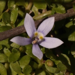 Isotoma fluviatilis subsp. australis (Swamp Isotome) at Bruce, ACT - 29 Oct 2023 by ConBoekel