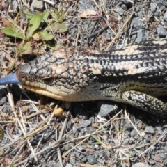 Tiliqua nigrolutea (Blotched Blue-tongue) at Paddys River, ACT - 29 Oct 2023 by JohnBundock