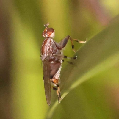 Tapeigaster nigricornis (Striped Sun Fly) at Bruce, ACT - 28 Oct 2023 by ConBoekel