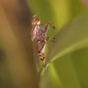 Tapeigaster nigricornis at Bruce, ACT - 29 Oct 2023 09:24 AM