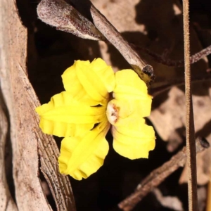 Goodenia hederacea subsp. hederacea at Bruce, ACT - 29 Oct 2023 10:54 AM