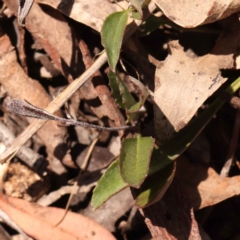 Goodenia hederacea subsp. hederacea at Bruce, ACT - 29 Oct 2023