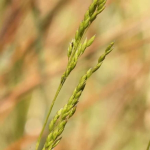 Poa sp. CNM1 (under review, formerly Poa meionectes) at Bruce Ridge to Gossan Hill - 29 Oct 2023 11:11 AM