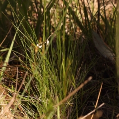 Poa sp. CNM1 (under review, formerly Poa meionectes) at Bruce Ridge to Gossan Hill - 29 Oct 2023