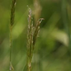 Anthoxanthum odoratum (Sweet Vernal Grass) at Bruce Ridge to Gossan Hill - 28 Oct 2023 by ConBoekel