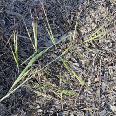 Bromus diandrus (Great Brome) at Karabar, NSW - 29 Oct 2023 by SteveBorkowskis