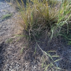 Bromus diandrus at Karabar, NSW - 29 Oct 2023