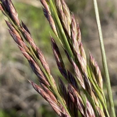 Festuca arundinacea (Tall Fescue) at Karabar, NSW - 29 Oct 2023 by SteveBorkowskis