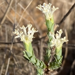 Pimelea linifolia subsp. caesia (Slender Rice Flower) at Jerrabomberra, NSW - 29 Oct 2023 by SteveBorkowskis