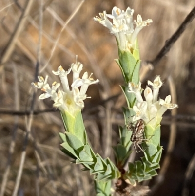 Pimelea linifolia subsp. caesia (Slender Rice Flower) at Jerrabomberra, NSW - 29 Oct 2023 by SteveBorkowskis