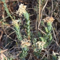 Pimelea linifolia subsp. caesia at Jerrabomberra, NSW - 29 Oct 2023