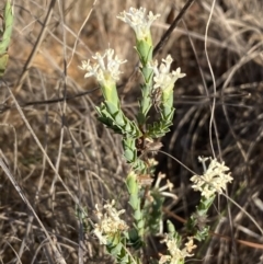 Pimelea linifolia subsp. caesia at Jerrabomberra, NSW - 29 Oct 2023 06:13 PM