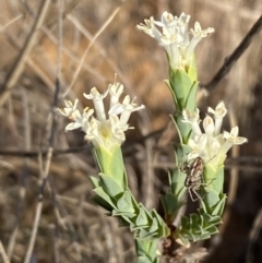 Pimelea linifolia subsp. caesia at Jerrabomberra, NSW - 29 Oct 2023