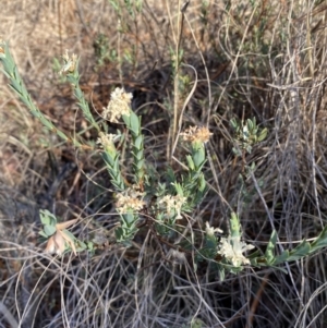 Pimelea linifolia subsp. caesia at Jerrabomberra, NSW - 29 Oct 2023