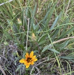 Gazania x splendens (Gazania) at Jerrabomberra, NSW - 29 Oct 2023 by SteveBorkowskis